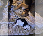Small #6 Labrador Retriever Mix