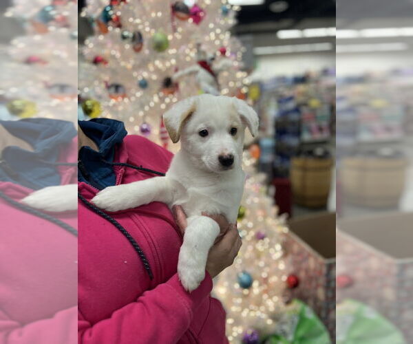 Medium Photo #4 Jack Russell Terrier-Unknown Mix Puppy For Sale in Dana Point, CA, USA