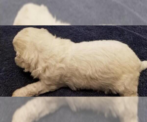 Medium Photo #2 Zuchon Puppy For Sale in SHAWNEE, KS, USA