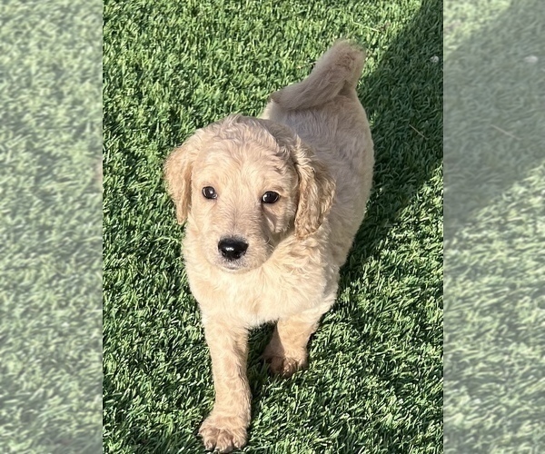 Medium Photo #3 Goldendoodle Puppy For Sale in EL MIRAGE, AZ, USA