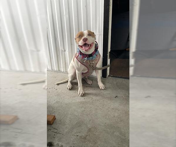 Medium Photo #1 Mastiff Puppy For Sale in Palmetto, FL, USA