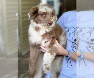 Australian Shepherd Puppy for sale in INDIANAPOLIS, IN, USA