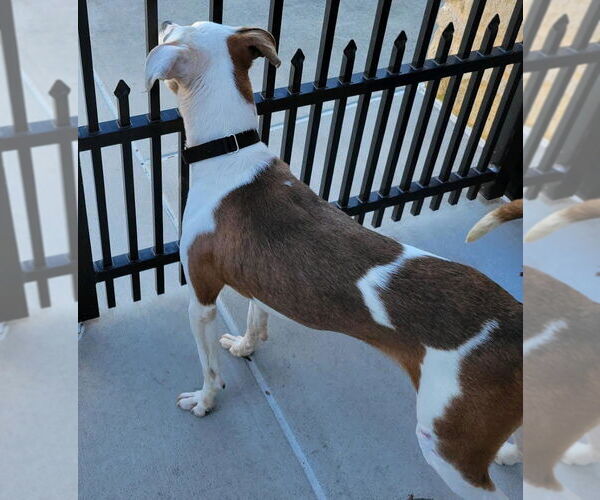 Medium Photo #5 Mutt Puppy For Sale in Atlanta, GA, USA