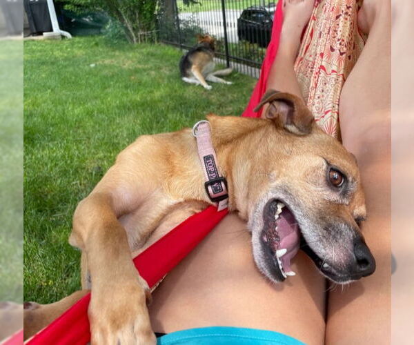 Medium Photo #10 Jack Russell Terrier-Unknown Mix Puppy For Sale in Doylestown, PA, USA