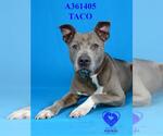 Small #1 American Pit Bull Terrier