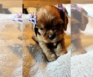 Cavalier King Charles Spaniel Puppy for sale in PICAYUNE, MS, USA