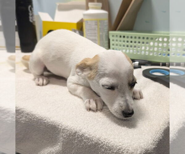 Medium Photo #1 Jack Russell Terrier-Unknown Mix Puppy For Sale in Chico, CA, USA