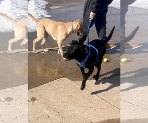 Eddy - Male Labrador Retriever-Retriever  Mix Dog for Adoption - Photo #4