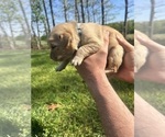Small #2 Golden Retriever