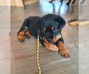 Rottweiler Puppy for sale in LONG GROVE, IL, USA