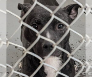 Siberian Husky-Unknown Mix Dogs for adoption in Anchorage, AK, USA