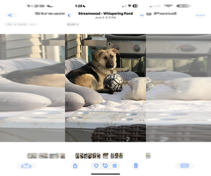 Father of the German Shepherd Dog puppies born on 10/23/2025