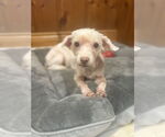 Small Maltipoo