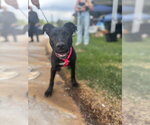 Small #7 Labrador Retriever Mix