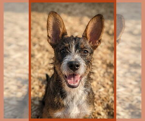 Mutt Dogs for adoption in Granbury, TX, USA