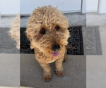 Small #1 Goldendoodle (Miniature)