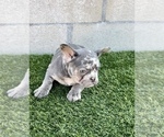 Small #10 French Bulldog