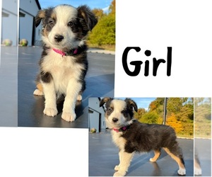Miniature Australian Shepherd Puppy for sale in NEW WASHINGTN, IN, USA