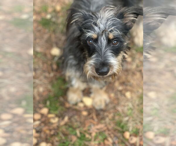 Medium Photo #5 Mutt Puppy For Sale in Lakemont, GA, USA