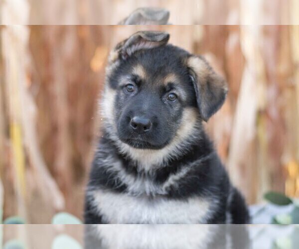 Medium Photo #9 German Shepherd Dog Puppy For Sale in FREDERICKSBURG, OH, USA