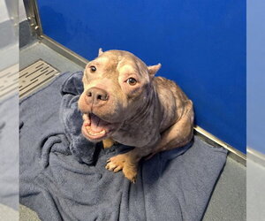 American Bulldog Dogs for adoption in Tallahassee, FL, USA