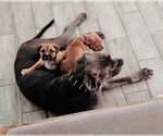 Small #10 American Staffordshire Terrier Mix
