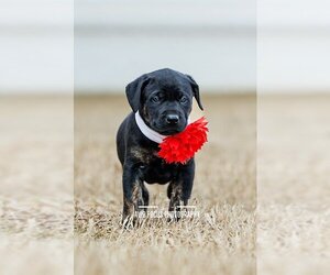 Labrador Retriever-Plott Hound Mix Dogs for adoption in McKinney, TX, USA