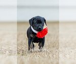 Small Labrador Retriever-Plott Hound Mix