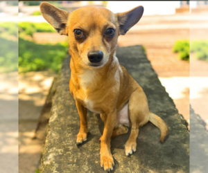 Chihuahua-Unknown Mix Dogs for adoption in Cranston, RI, USA