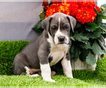 Small #5 Great Dane