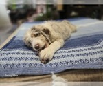 Small #3 Aussiedoodle