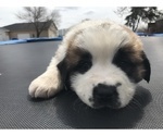 Puppy 4 Saint Bernard