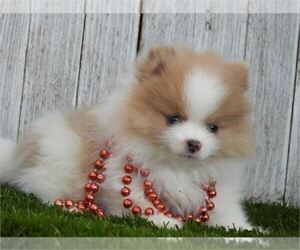 Pomeranian Puppy for sale in THONOTOSASSA, FL, USA