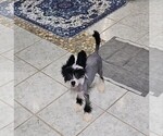 Small Photo #3 Chinese Crested Puppy For Sale in TAMPA, FL, USA