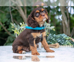 Small Photo #33 Cavalier King Charles Spaniel Puppy For Sale in SALEM, IN, USA