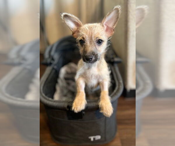 Medium Photo #1 Chihuahua-Unknown Mix Puppy For Sale in Visalia, CA, USA