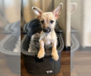 Chihuahua-Unknown Mix Dogs for adoption in Visalia, CA, USA