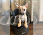 Small Chihuahua Mix