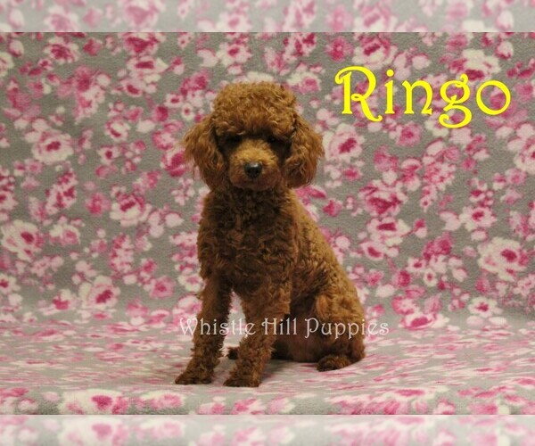 Medium Photo #1 Cavapoo Puppy For Sale in DENVER, PA, USA
