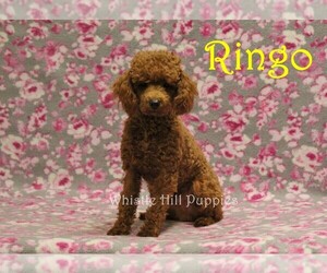 Father of the Cavapoo puppies born on 04/14/2025