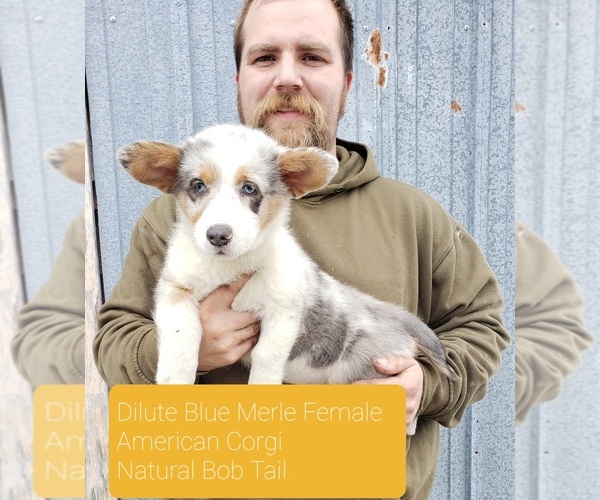 Medium Photo #1 Pembroke Welsh Corgi Puppy For Sale in MILTON, WI, USA