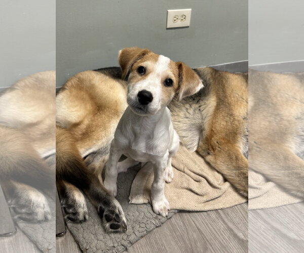 Medium Photo #3 Collie-Unknown Mix Puppy For Sale in Plainfield, IL, USA