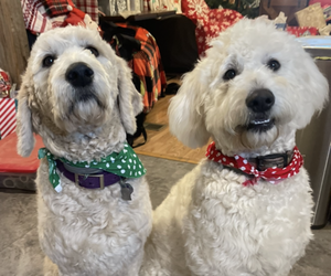 Mother of the Goldendoodle puppies born on 05/18/2025