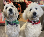 Small Photo #1 Goldendoodle Puppy For Sale in GROVE CITY, PA, USA