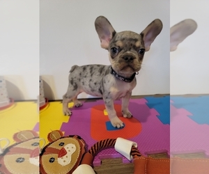 French Bulldog Puppy for sale in PISCATAWAY, NJ, USA