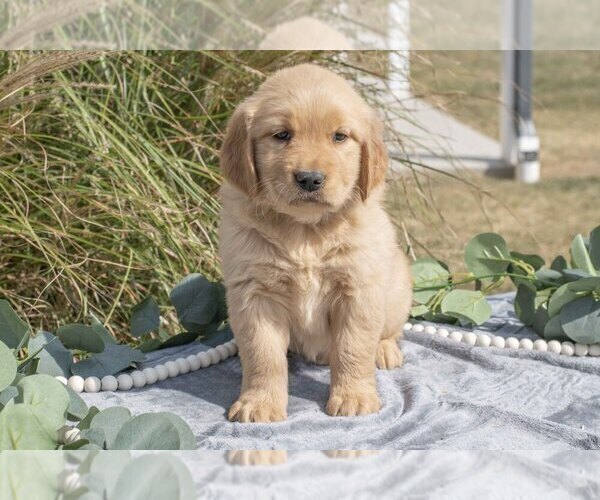Medium Photo #2 Golden Retriever Puppy For Sale in MILLERSBURG, OH, USA