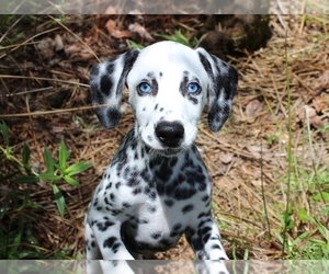 Dalmatian Puppy for sale in MYRTLE BEACH, SC, USA