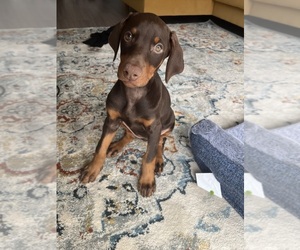 Doberman Pinscher Puppy for sale in AUSTIN, TX, USA