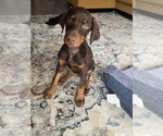 Small Doberman Pinscher