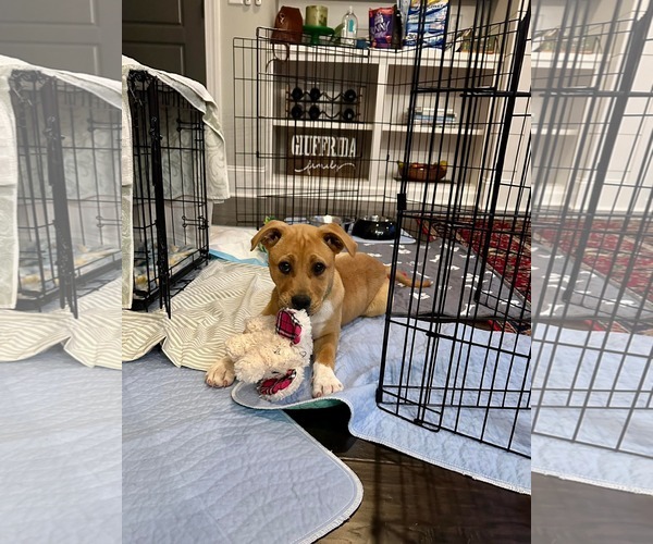 Medium Photo #12 Mutt Puppy For Sale in Holly Springs, NC, USA